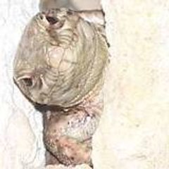 nonopl