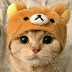 MiauMiau