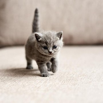 Cute Animal