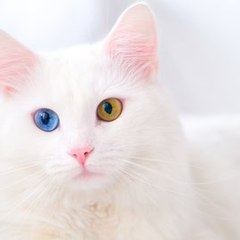 FUNNY CAT'S