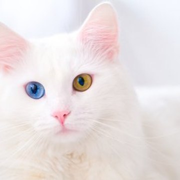 FUNNY CAT'S