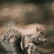 Κλεῖτος Ζωτικός