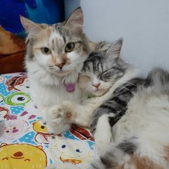 Funniest Animal Cat And Dog