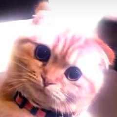 cute animal