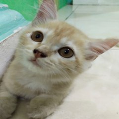 caty 1330@