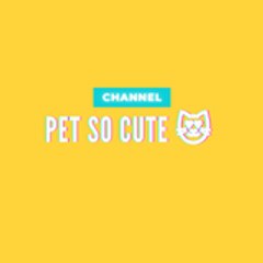 Pet So Cute