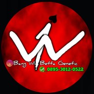 Bang WI Betta Genetic