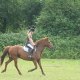 horsesgirl