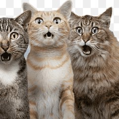 Cat Loverz