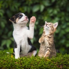 cats and dogs