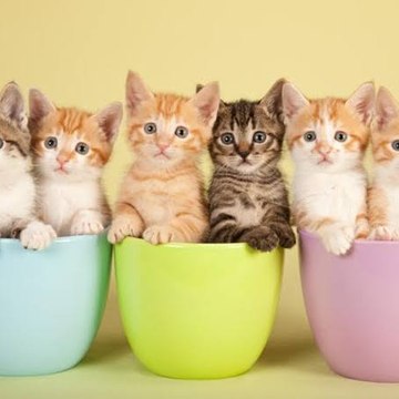 Pecinta Kucing