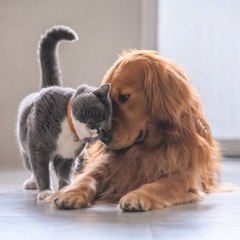 dm cats.dogs