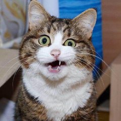 Pets Funny Compilation