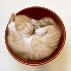 cat bae