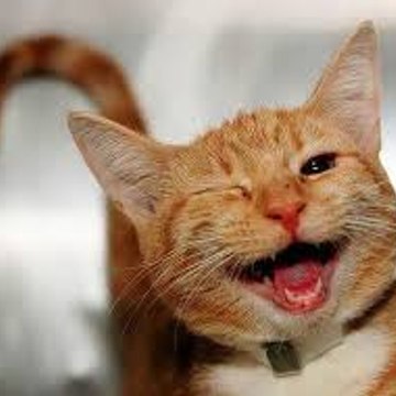 viral laugh videos