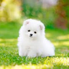 Cute animals