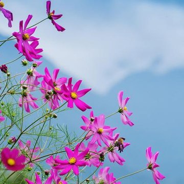 hermosachanelindah