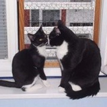 Torgen_am_Morgen