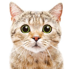 CatTime