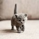 Meow cute