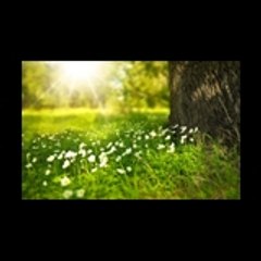 Free Video Nature No Copyright