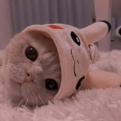 Kitty &cat