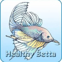 Healthy Betta