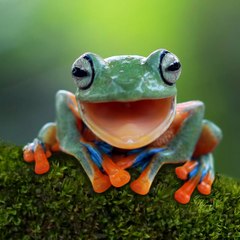 Frog Gamer