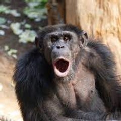 Funny Animal Videos