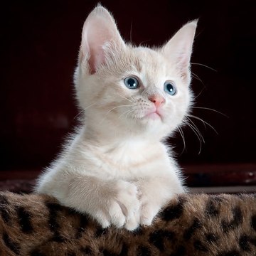 Cute Animals