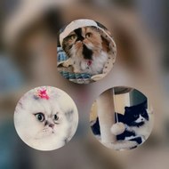 Milli angel Persian cats