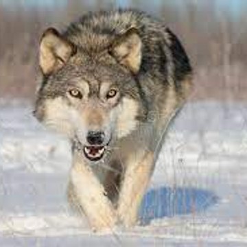 LightWolf Gaming Network