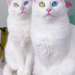 Cutebella&kittns