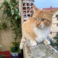 Street Cat Diary