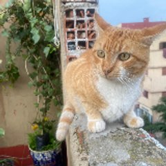 Street Cat Diary