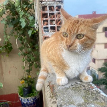 Street Cat Diary