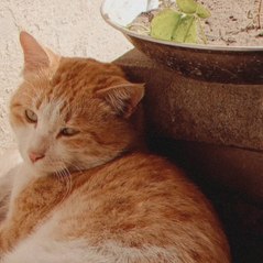 fary cats