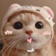 Cat007