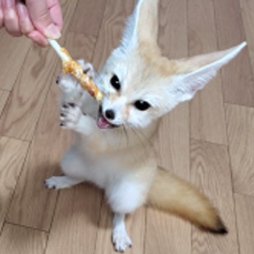 Life with fennec foxes