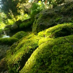 natural beauty