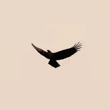 baaz the eagle gaming