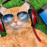 Cute animal around world