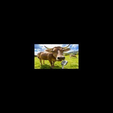 Animals Song