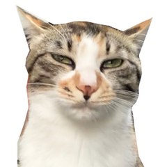 ケツドラム猫のみな＆同居猫のハク
