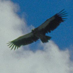 fhegner