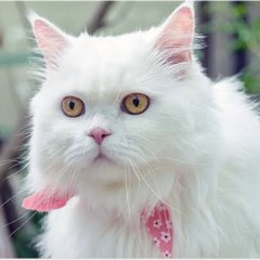 Funny videos