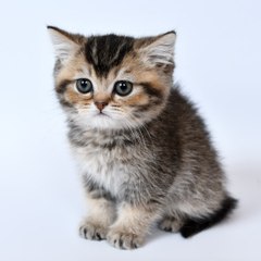 funny animals most popular