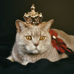 Mohammed animali