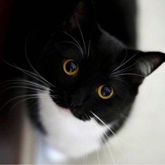 Animals home