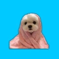 Funny Animals